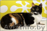 ГЕРМИОНА - красавица в сочных тонах - Изображение #4, Объявление #1027617