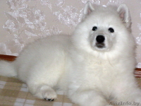 Продаю щенка самоеда (самоедской собаки) - Изображение #1, Объявление #994589