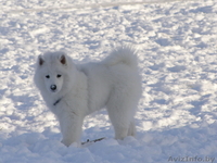 Продаю щенка самоеда (самоедской собаки) - Изображение #2, Объявление #994589