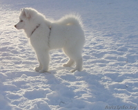 Продаю щенка самоеда (самоедской собаки) - Изображение #3, Объявление #994589