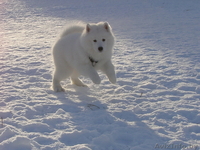 Продаю щенка самоеда (самоедской собаки) - Изображение #4, Объявление #994589