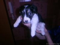 Щенок - девочка ищет дом! - Изображение #2, Объявление #1028191