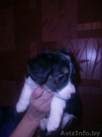 Щенок - девочка ищет дом! - Изображение #4, Объявление #1028191