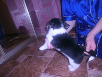 Щенок - девочка ищет дом! - Изображение #5, Объявление #1028191