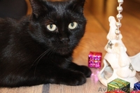 Фиона-шоколадная красавица! - Изображение #3, Объявление #1008951