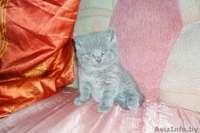 породистый британчик - Изображение #1, Объявление #1022940