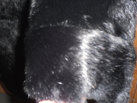 Полушубок кроличий Торг - Изображение #4, Объявление #1016240