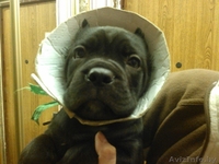 Шикарные тигровые щенки кане корсл - Изображение #3, Объявление #1019415