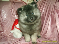 щенки кеесхонда(вольфшпиц) - Изображение #1, Объявление #1035996