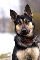 Красавица Наоми в добрые руки - Изображение #1, Объявление #1042306