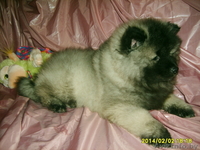 щенки кеесхонда(вольфшпиц) - Изображение #2, Объявление #1035996