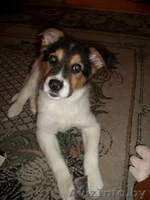 Найда в самые хорошие ручки - Изображение #2, Объявление #1041927