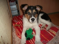 Найда в самые хорошие ручки - Изображение #1, Объявление #1041927