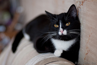 Капочка - розовый нос в добрые руки - Изображение #3, Объявление #1042309