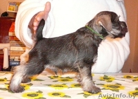 Щенки цвергшнауцера (перец с солью) - Изображение #3, Объявление #1044818