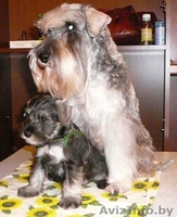 Щенки цвергшнауцера (перец с солью) - Изображение #1, Объявление #1044818