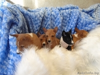 Продаются щенки БАСЕНДЖИ - Изображение #2, Объявление #1036020