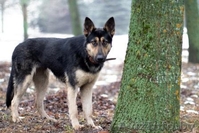 Красавица Наоми в добрые руки - Изображение #2, Объявление #1042306