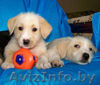 Чудные щеночки в дар - Изображение #1, Объявление #1044266