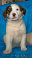 Чудные щеночки в дар - Изображение #2, Объявление #1044266
