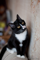 Капочка - розовый нос в добрые руки - Изображение #1, Объявление #1042309