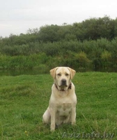 Предлагаю для вязки - Изображение #2, Объявление #1045846