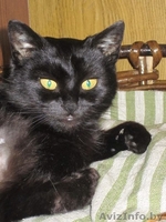 ЭЛИС ОЧЕНЬ ХОЧЕТ НАЙТИ СВОЙ ДОМ - Изображение #1, Объявление #1039760