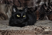 ЭЛИС ОЧЕНЬ ХОЧЕТ НАЙТИ СВОЙ ДОМ - Изображение #3, Объявление #1039760