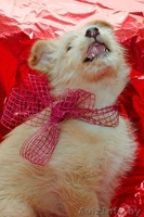 Щеночек Атос в дар!!! - Изображение #3, Объявление #1031733