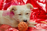 Щеночек Атос в дар!!! - Изображение #2, Объявление #1031733