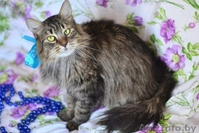 Шикарный молодой кот Феликс вдар!(кастрирован) - Изображение #1, Объявление #1044543