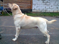 Предлагаю для вязки - Изображение #1, Объявление #1045846