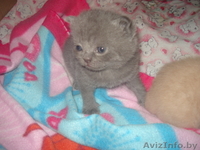 Британские короткошерстные котята-медвежата. - Изображение #3, Объявление #1042406