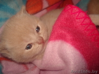 Британские короткошерстные котята-медвежата. - Изображение #2, Объявление #1042406