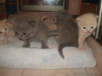 Британские короткошерстные котята-медвежата. - Изображение #1, Объявление #1042406