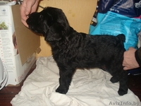 Щенки ризеншнауцера! - Изображение #2, Объявление #1036597