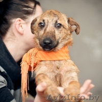 Гаврюша милый щенок в дар - Изображение #1, Объявление #1042302