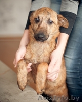 Гаврюша милый щенок в дар - Изображение #3, Объявление #1042302