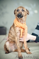 Гаврюша милый щенок в дар - Изображение #4, Объявление #1042302