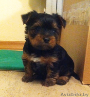 Срочно продаются щенки йоркширского терьера - Изображение #2, Объявление #1038360