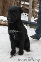 Щенулька в дар. Дарим счастье) - Изображение #2, Объявление #1048285