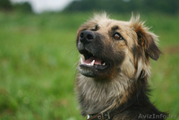 Молодая овчаристая собака Мона в дар! - Изображение #1, Объявление #1036303