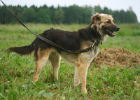 Молодая овчаристая собака Мона в дар! - Изображение #2, Объявление #1036303