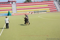 Кобель для вязки - Изображение #5, Объявление #862737