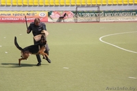 Кобель для вязки - Изображение #7, Объявление #862737