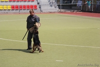 Кобель для вязки - Изображение #8, Объявление #862737