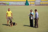 Кобель для вязки - Изображение #9, Объявление #862737