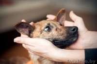 Гаврюша милый щенок в дар - Изображение #7, Объявление #1042302