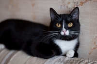 Капочка - розовый нос в добрые руки - Изображение #2, Объявление #1042309