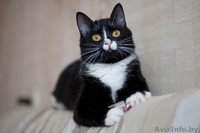 Капочка - розовый нос в добрые руки - Изображение #4, Объявление #1042309